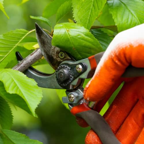 Pruning shears 