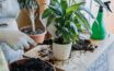 A Senior’s Guide to Growing Houseplants