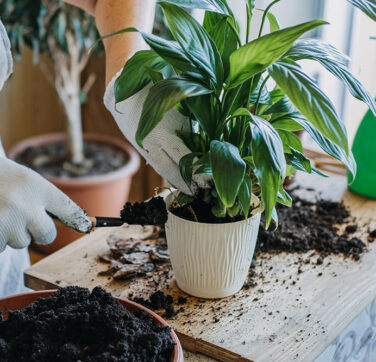 A Senior’s Guide to Growing Houseplants