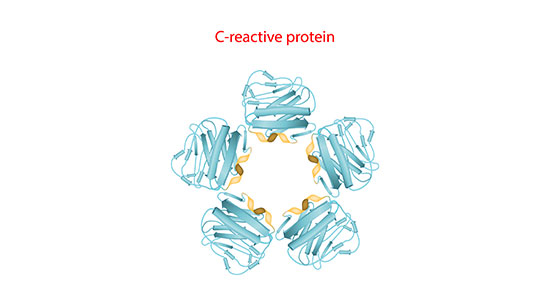 C-Reactive Protein and Its Surprising Role in Rheumatoid Arthritis