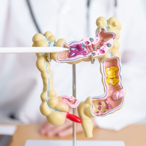 Changes to the digestive system