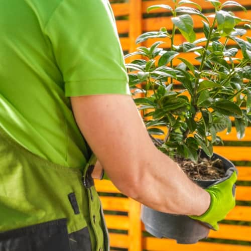 Choosing the right plants