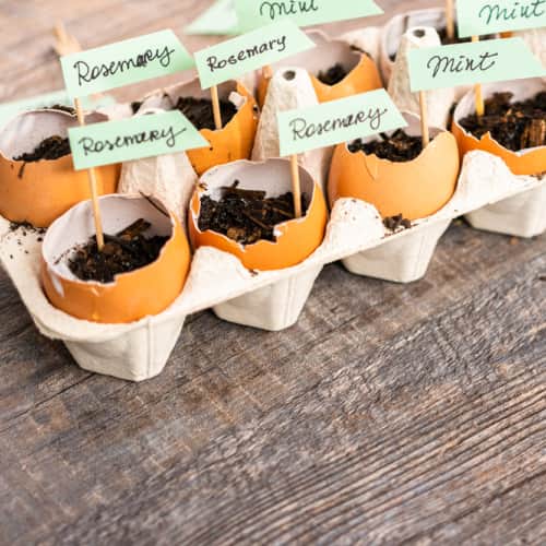 Create eggshell seed starters