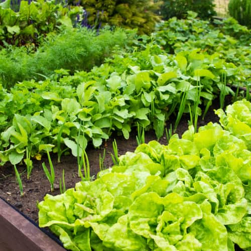 Create elevated garden beds