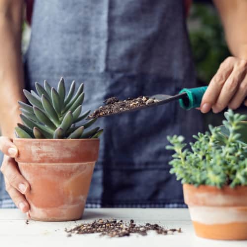 Decorate your home with succulents