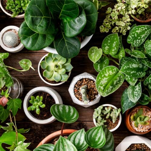 Grow low-maintenance houseplants
