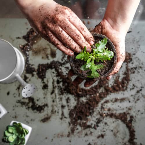 Indoor gardening by seniors