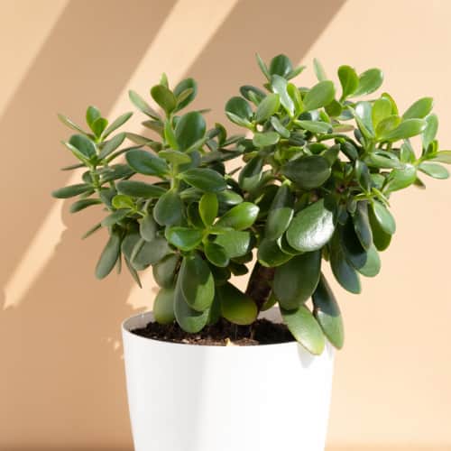 Jade plant