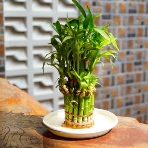 Lucky bamboo