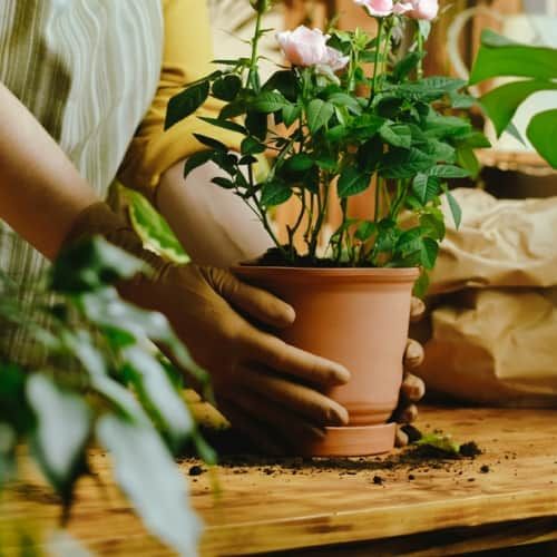 Make miniature flower pot gardens