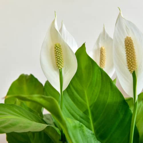 Peace lily