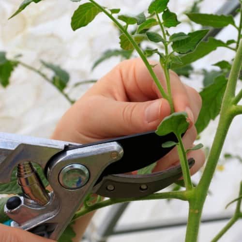 Propagate plants using stem cuttings