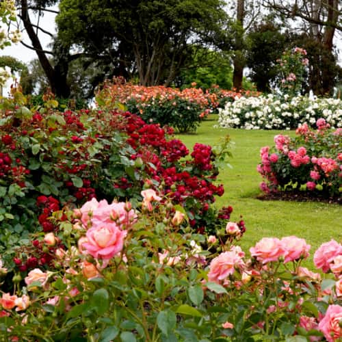 Rose garden