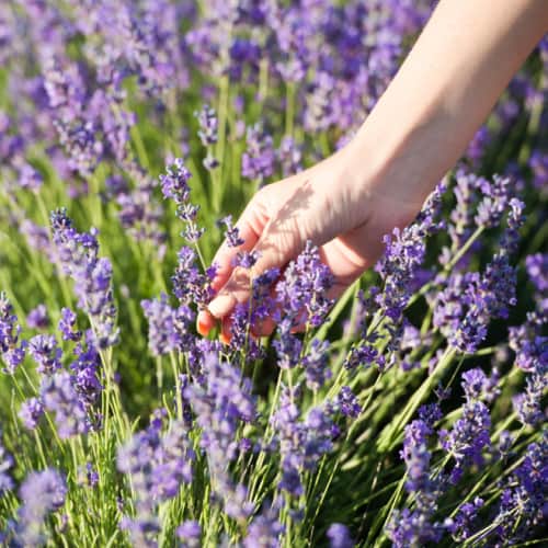 Visit a therapeutic garden