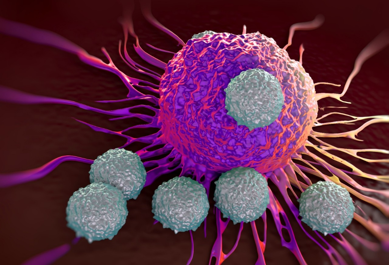 With immunotherapy, the immune system is provided with the necessary information that helps it recognize and destroy harmful cancerous cells.