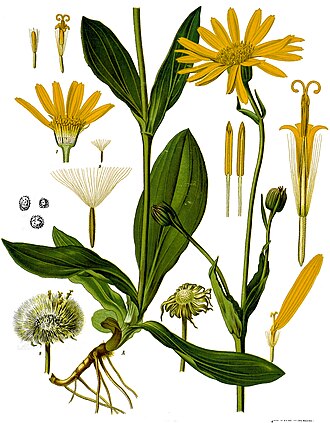 Arnica