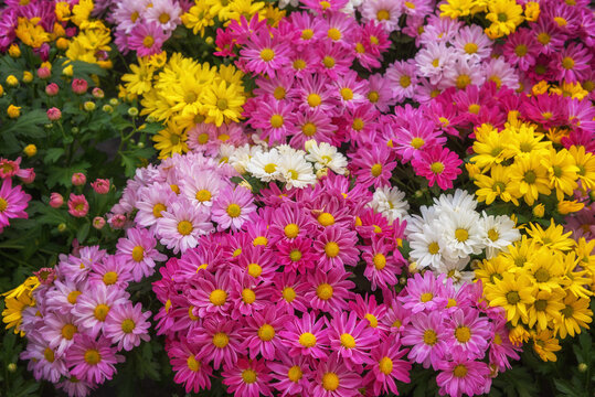 Spray chrysanthemums