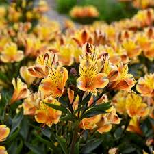 Alstroemeria
