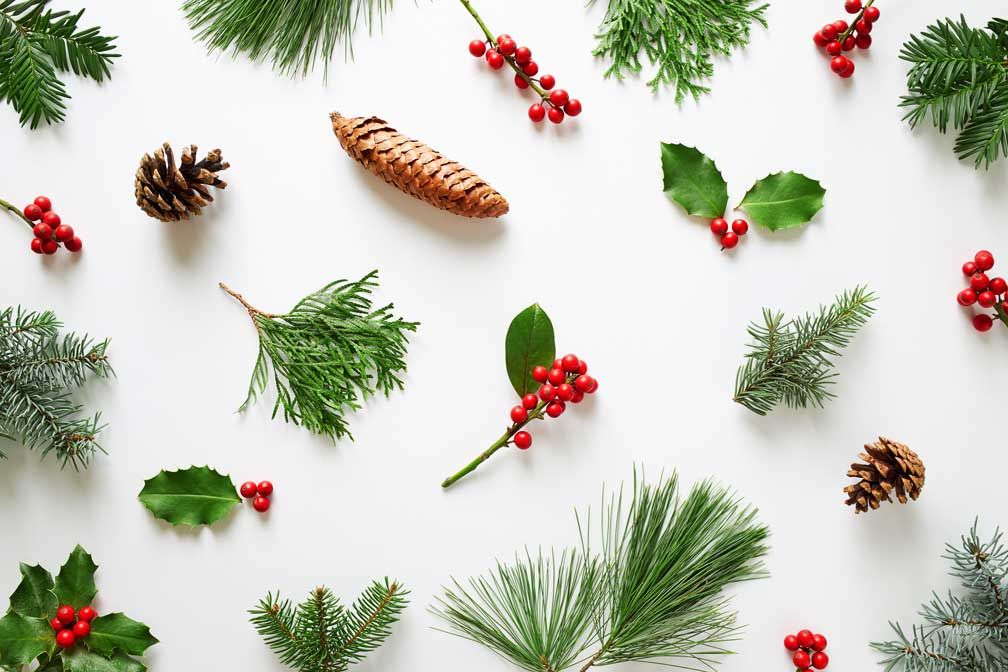 Pinecones and Berries