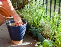 Easy Gardening Tips for Small Spaces and Balconies