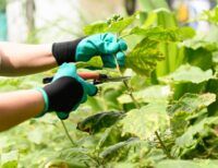 Gardening Safety Tips for Pain-Free Outdoor Work