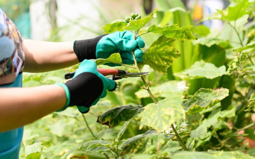 Gardening Safety Tips for Pain-Free Outdoor Work