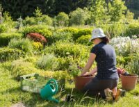 Low-Water, Low-Maintenance Landscaping Ideas